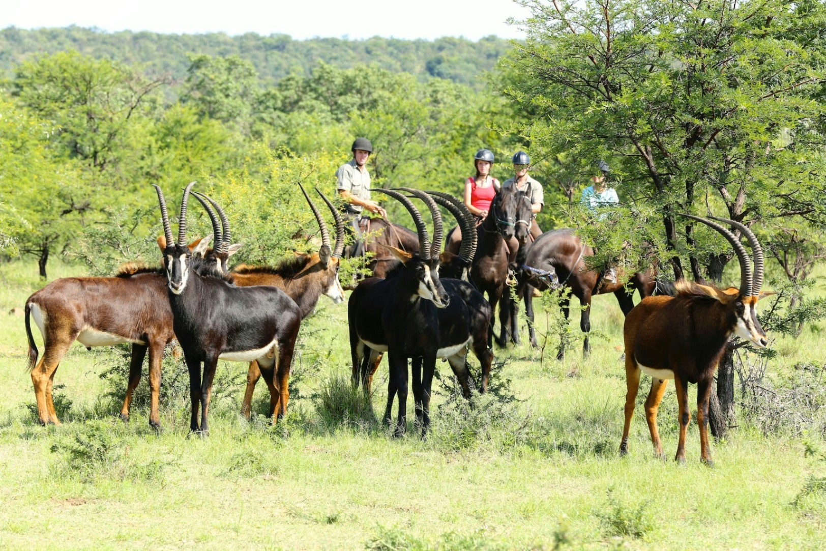 Ant's Nest Sable Antelope